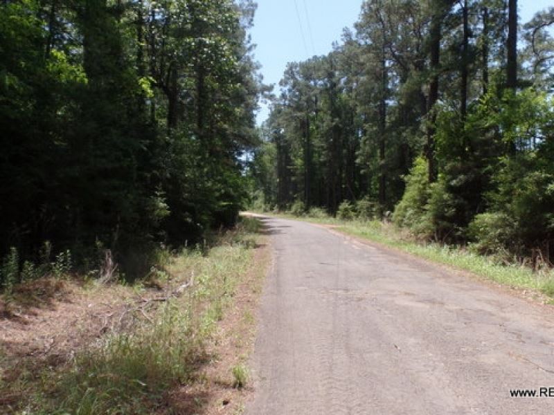 76.8 Ac Timberland for Home Site : Hornbeck : Sabine Parish : Louisiana