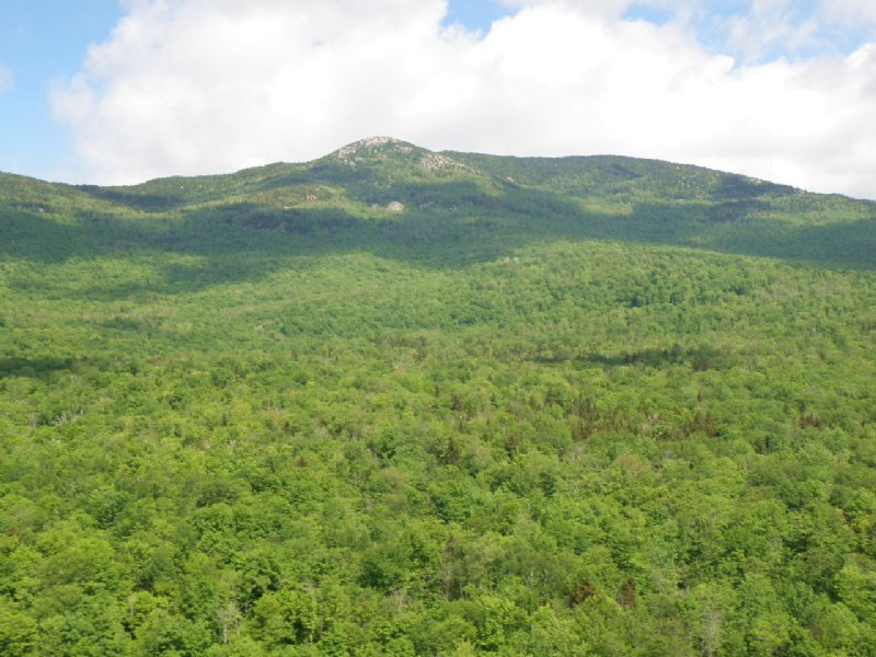 Patterson Brook Forest : Worcester : Washington County : Vermont